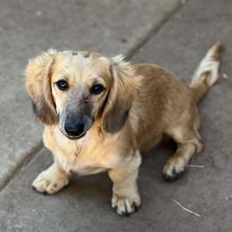 Marley - Cream male Dachshund puppy in Oklahoma City, Oklahoma from OkieDoxieland Dachshunds