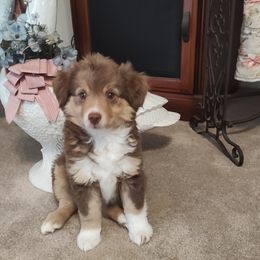 "Finly; female" Miniature Australian Shepherd Puppies from April Meadows Farm