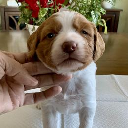 Girl 3 - White and orange female Brittany puppy in Alburtis, Pennsylvania from Triumphant Kennels