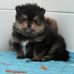 Adam - Black and tan male Pomeranian puppy in Newport Beach, California from Exotic City Pomeranians and chihuahuas