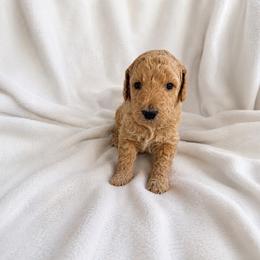 Caramel - Apricot male Goldendoodle puppy in Glendale, Arizona from CocoLove Doodles