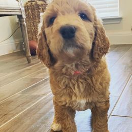 Goldendoodle Puppies from Drippin’ with Doodles