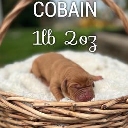 Cobain - Yellow male Labrador Retriever puppy in Puyallup, Washington from 12 Door Farm Labradors
