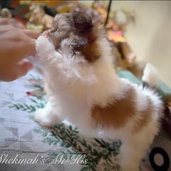 Mi-Ki and West Highland White Terrier Puppies from Cricket Hill’s Westies and Shekinah’s Mi-Kis