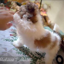 Mi-Ki and West Highland White Terrier Puppies from Cricket Hill’s Westies and Shekinah’s Mi-Kis