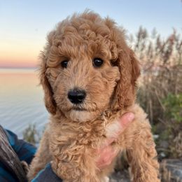 Magnolia - Poodle puppy from Leaning T Ranch