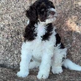 Poodle puppies from Colorado Miniature Bernedoodle Puppies