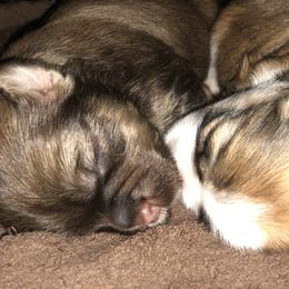 Havanese Puppies from Tzedek Farm