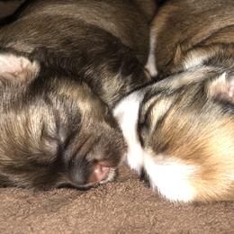 Havanese Puppies from Tzedek Farm