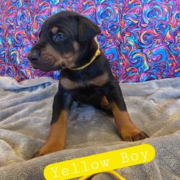 Yellow Boy - Black and rust male Doberman Pinscher puppy in Knox, Indiana from Double River Dobermans