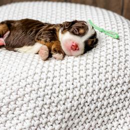 Cadbury - Brown and white male Bernedoodle puppy in Hudson, Indiana from TurkeyCreek-K9