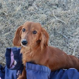 Muffy - Dachshund