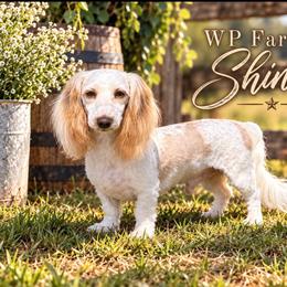 Shiner - Dachshund