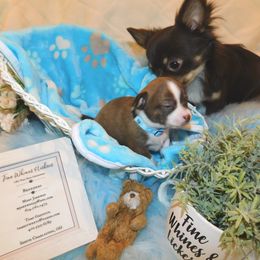 Chihuahua Puppies from Fine Whines & Lickers