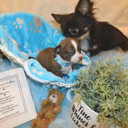 Chihuahua Puppies from Fine Whines & Lickers