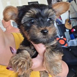 Hero - Black and tan male Yorkshire Terrier puppy in Haines City, Florida from MF_Yorkies