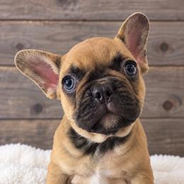 Lorelai - Fawn female French Bulldog puppy in Warm Springs, Arkansas from State Line Dachshunds & Frenchies