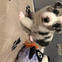 Cardigan Welsh Corgi and Dogo Argentino Puppies from Kirstin Booth