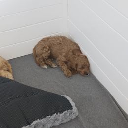 Cavapoo Puppies from Prince Pups