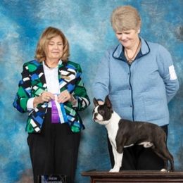 Boston Terriers from Boston Pride