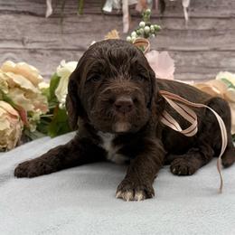 Latte - Liver and white female Springerdoodle puppy in Lisbon, Ohio from Willow Lane Doodles