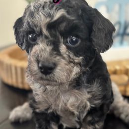 Cavapoo puppies from Min’s Cava-Cuties
