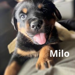 Rottweiler Puppies from Alpha Co. Rottweilers