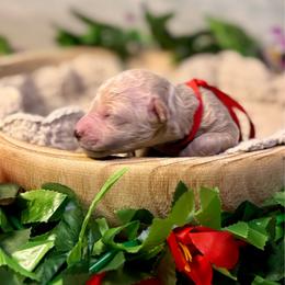 Coral (red) - Apricot female Goldendoodle puppy in Haltom City, Texas from Ohana Doodles