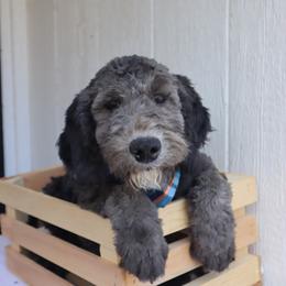 Mark - Black male Whoodle puppy in Smallett, Missouri from Leshas Whoodles