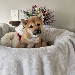 Shiba Inu Puppies from Shiba Shenanigans