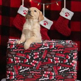 Labrador Retriever Puppies from Sun Ridge Labradors