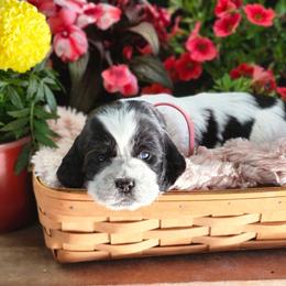 Almond Joy - Black and white female English Springer Spaniel puppy in Westover, Maryland from Sterling's springer Haven