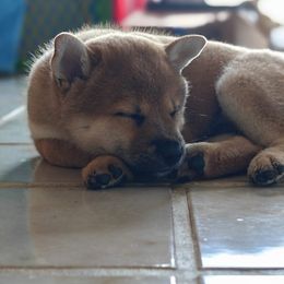 Shiba Inu Puppies from Slushpuppskies