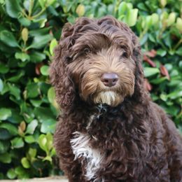 Bo: currently enrolled in training. He has been given a big head start. - Chocolate male Australian Labradoodle puppy in Milton, North Carolina from Good Day Doodles