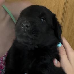 Girl 1 - Black female Giant Schnauzer puppy in North Royalton, Ohio from Mandy’s Giant Schnauzers