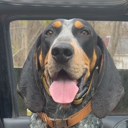 Stanley - Bluetick Coonhound