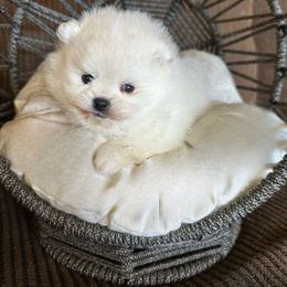 Green collar boy - White male Pomeranian puppy in Pollock Pines, California from Glitzypoms