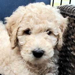 Goldendoodles from Massey Goldendoodles
