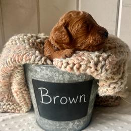 Brown - Red  male Goldendoodle puppy in Grand Blanc, Michigan from Perry Farm Doodles