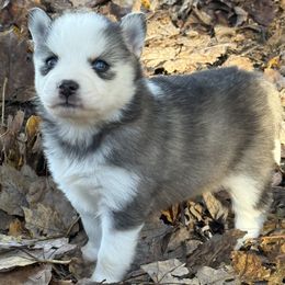 Girl 5 - Gray and white female Pomsky puppy in Tennessee from Hudson’s Huskies & Pomskies