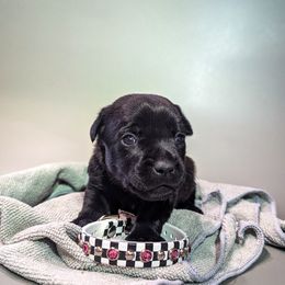 Patterdale Terrier Puppies from Moormont Kennels