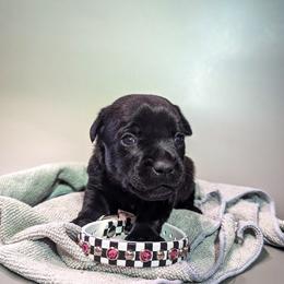Patterdale Terrier Puppies from Moormont Kennels