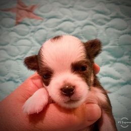 Chihuahua Puppies from TipTop Chihuahuas