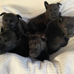Boy 4 - Black brindle male Dutch Shepherd puppy in San Diego, California from TecK9s