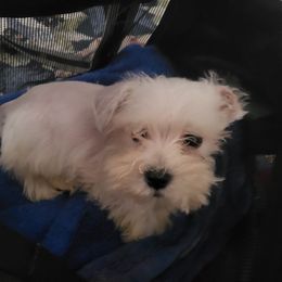 Labradoodle, Miniature Schnauzer, and Poodle Puppies from Orange Blossom Kennel