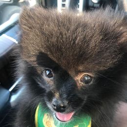 Companion Crosses and Pomeranians from McCoy’s Farm