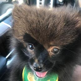 Companion Crosses and Pomeranians from McCoy’s Farm