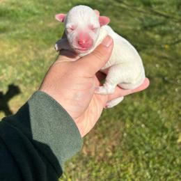 Desoto - White male Miniature Schnauzer puppy in Alabama from Little River Miniature Schnauzers