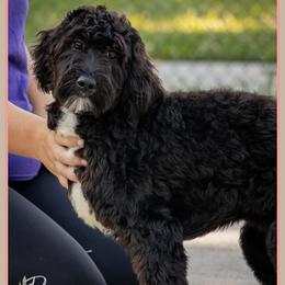 Delacroix - Black and white female Bernedoodle puppy in Connersville, Indiana from Deaz Doodle Ranch