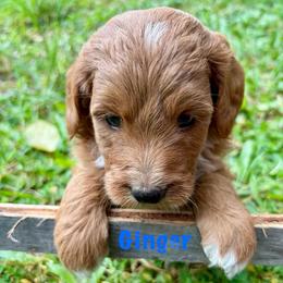 Ginger - Apricot male Goldendoodle puppy in Captain Cook, Hawaii from Big Island Goldendoodles